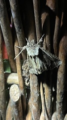 Allophyes oxyacanthae