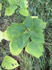 Clerodendrum trichotomum