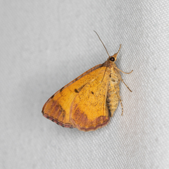 Chrysolarentia mecynata