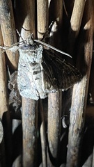 Allophyes oxyacanthae