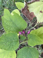 Clerodendrum trichotomum
