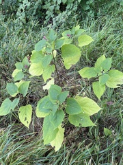 Clerodendrum trichotomum
