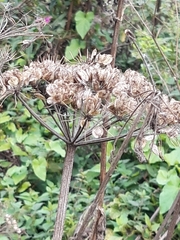 Heracleum