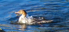 Mergus merganser