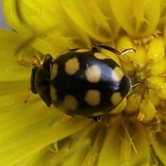 Coccinula quatuordecimpustulata
