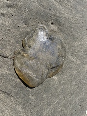 Chrysaora fuscescens