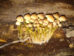 Mycena renati