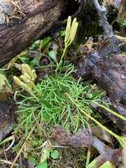 Diphasiastrum complanatum