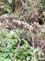 Heracleum
