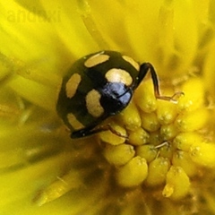 Coccinula quatuordecimpustulata