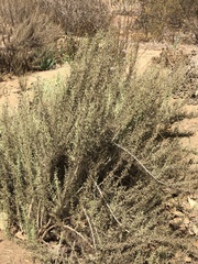 Artemisia californica