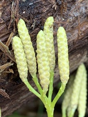 Diphasiastrum complanatum