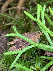 Diphasiastrum complanatum