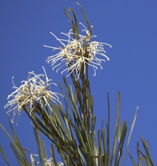 Grevillea