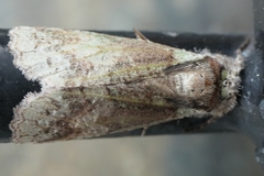 Declana floccosa