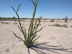 Fouquieria splendens splendens