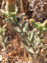 Heterotheca sessiliflora echioides