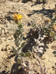 Heterotheca sessiliflora echioides