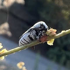 Megalostomis dimidiata