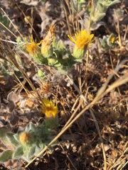Heterotheca sessiliflora echioides