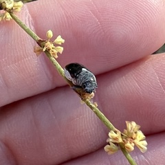 Megalostomis dimidiata