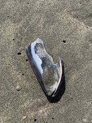 Mytilus californianus