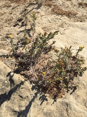 Heterotheca sessiliflora echioides