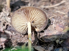 Deconica coprophila