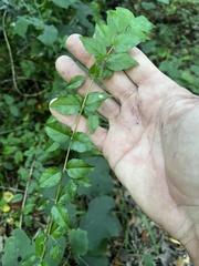 Sageretia minutiflora