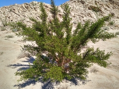 Bursera microphylla