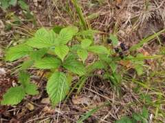 Rubus hirtus