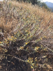 Heterotheca sessiliflora echioides