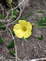 Oxalis megalorrhiza