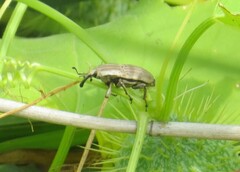 Sphenophorus aequalis