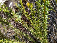 Ericameria pinifolia