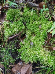Sphagnum fallax