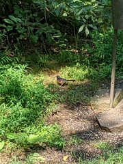 Pipilo erythrophthalmus