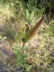 Asclepias obovata