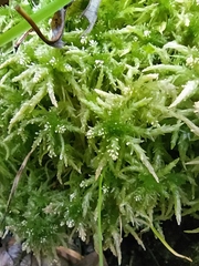 Sphagnum fallax