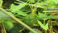 Sphenophorus aequalis
