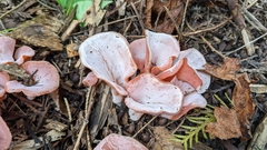 Guepinia helvelloides
