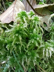 Sphagnum fallax