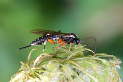 Itoplectis