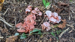 Guepinia helvelloides