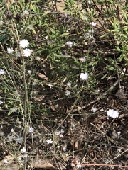 Stephanomeria diegensis