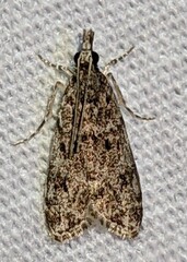 Eudonia heterosalis