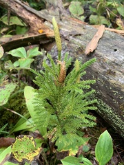 Dendrolycopodium dendroideum