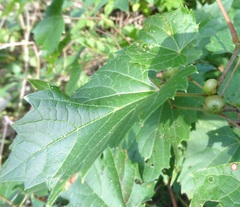 Ampelomyia vitispomum