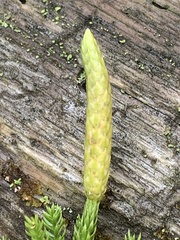 Dendrolycopodium dendroideum