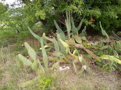 Opuntia lindheimeri